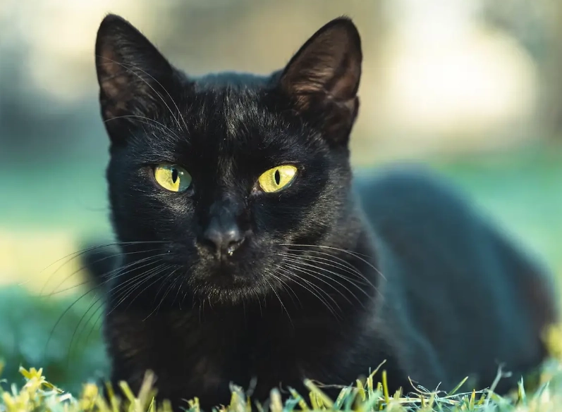 black american shorthair cat