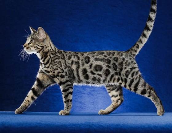 Bengal cat temperament