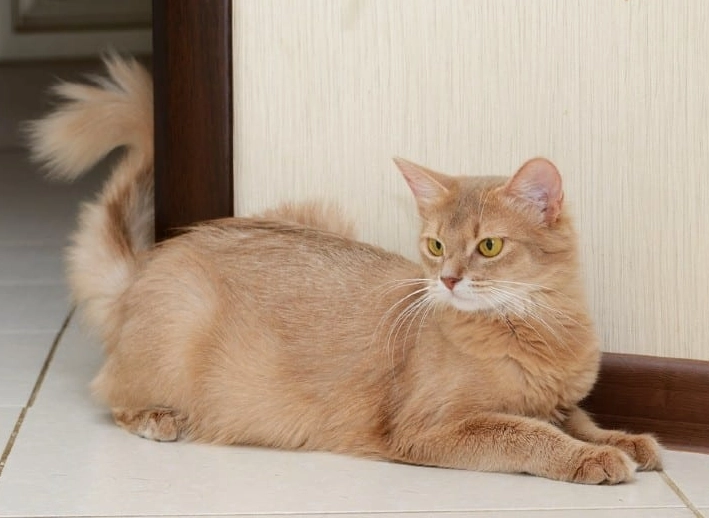 ruddy Somali cat