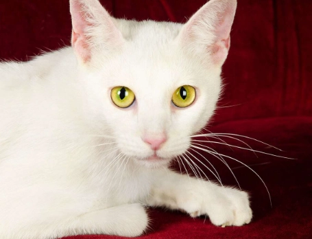 Siberian cat life expectancy