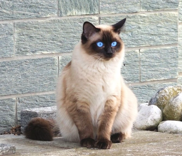 types of Siamese cats types of Siamese cats