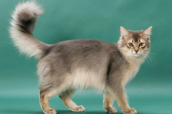 Somali cat coat patterns