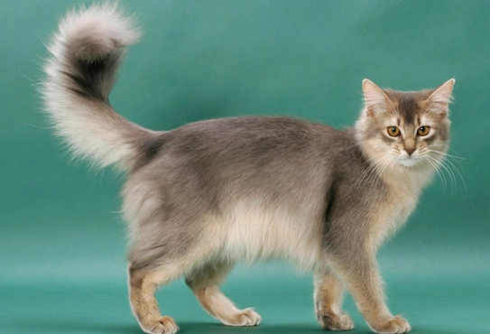 blue Somali cat