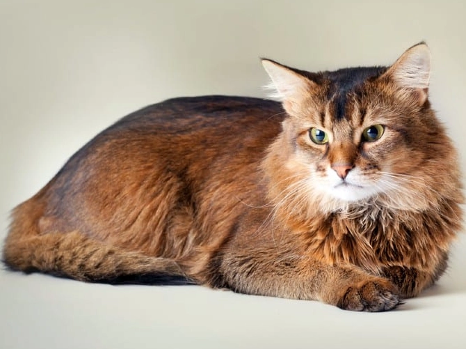 ruddy Somali cat