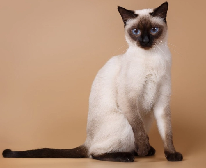 Siamese cat breeds Siamese cat breeds