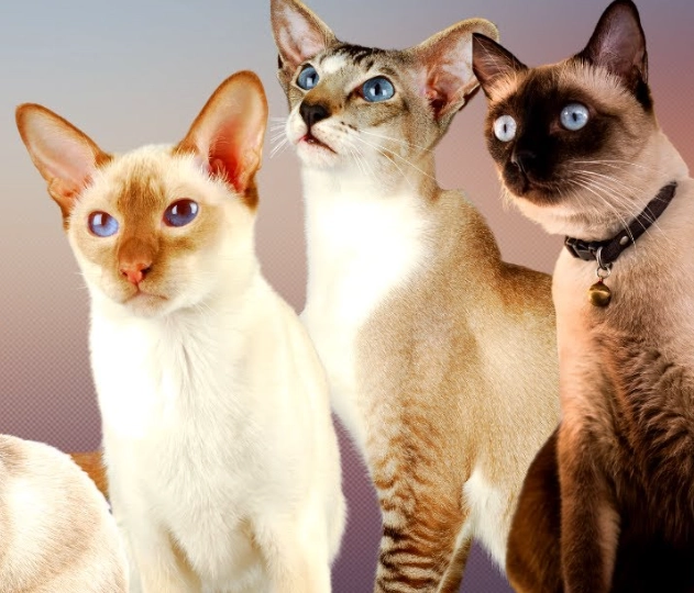 Siamese cat breeds Siamese cat breeds