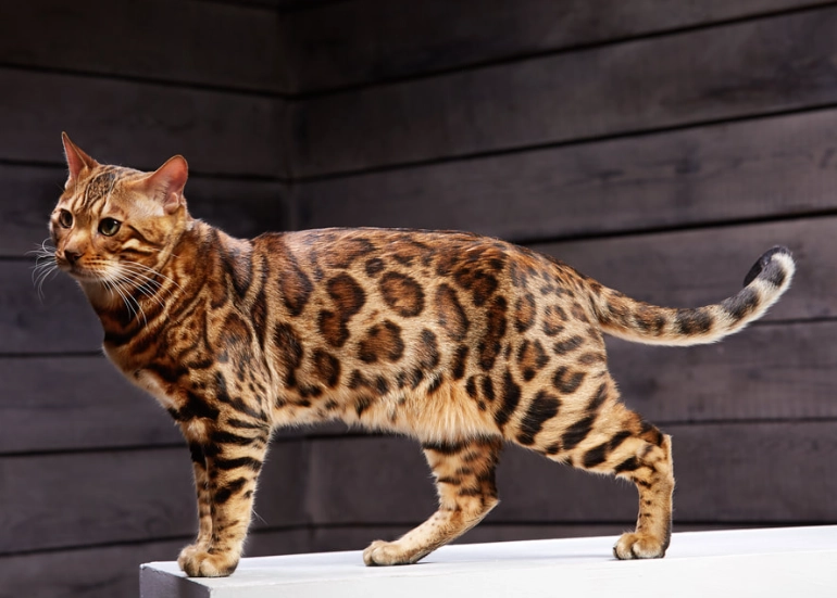 Bengal cat care