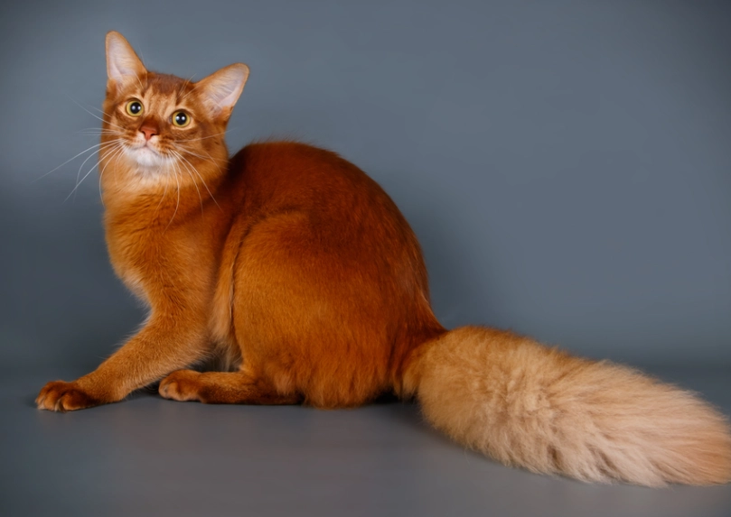 ruddy Somali cat