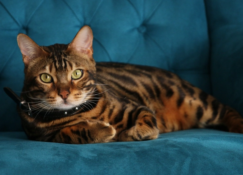 Are Bengal cats dangerous