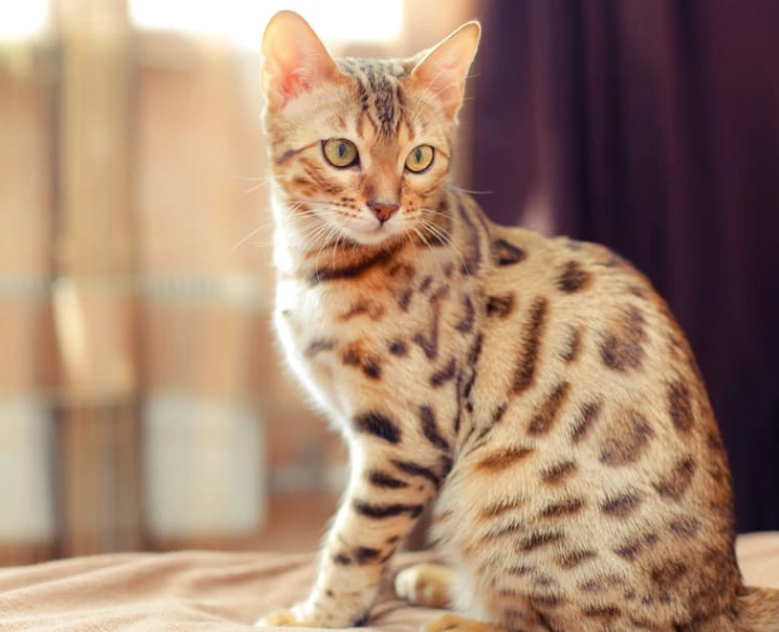 are Bengal cats good pets