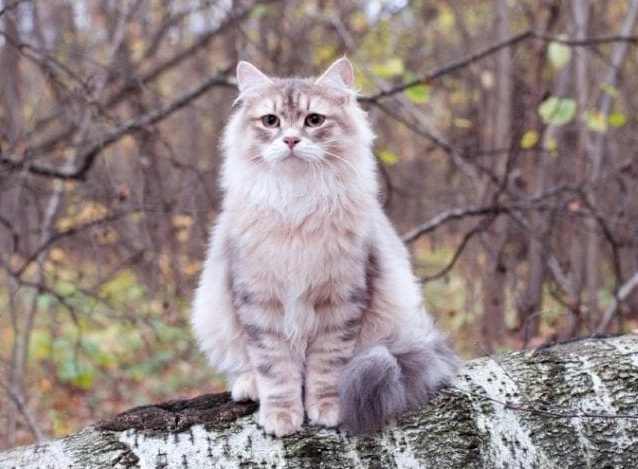 how long do Siberian cats live
