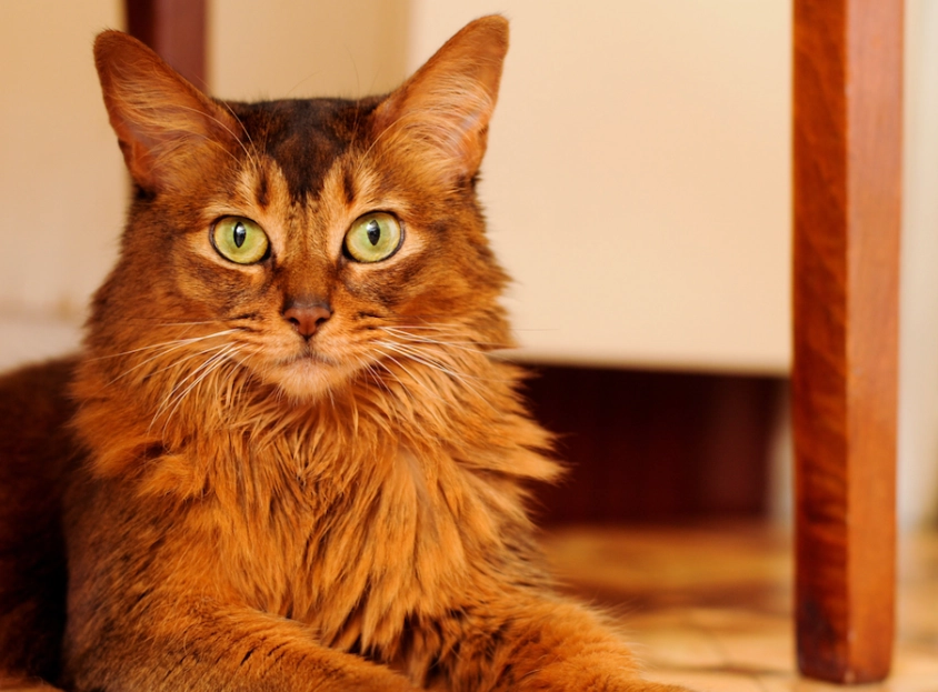 Somali cat breed