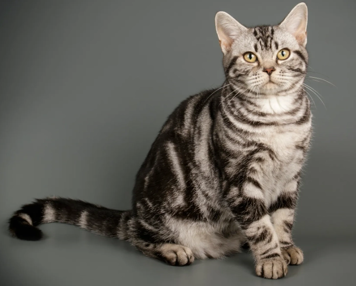 Are American Shorthair cats the same as Domestic Shorthair cats?