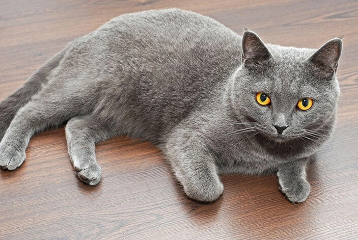 American Shorthair coat patterns American Shorthair coat patterns