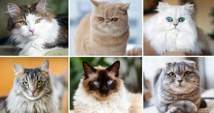 What are the different types of breeds of cats?