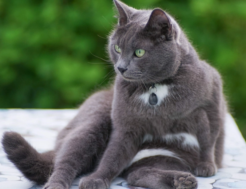 Russian Blue cat care