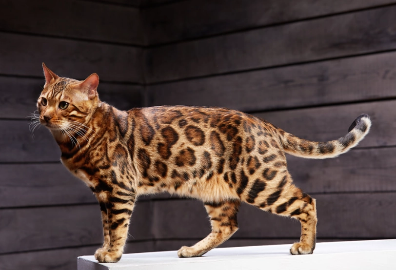 Bengal cat weight