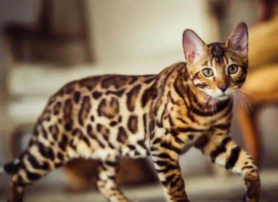 Bengal cat behavior