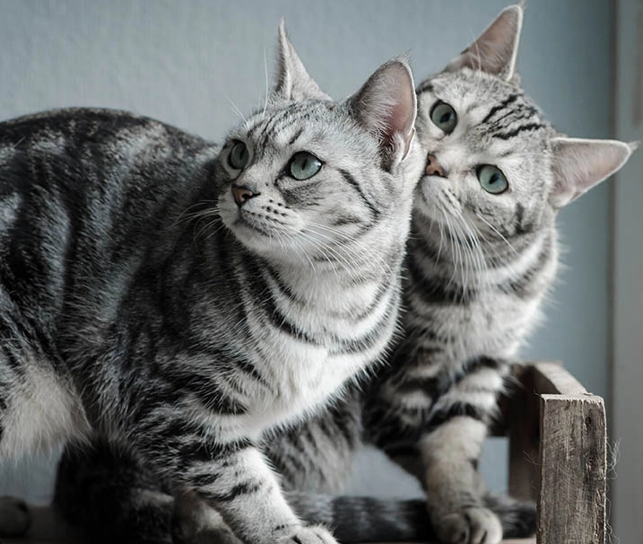 American Shorthair colors