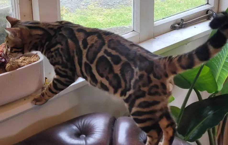 how big do Bengal cats get