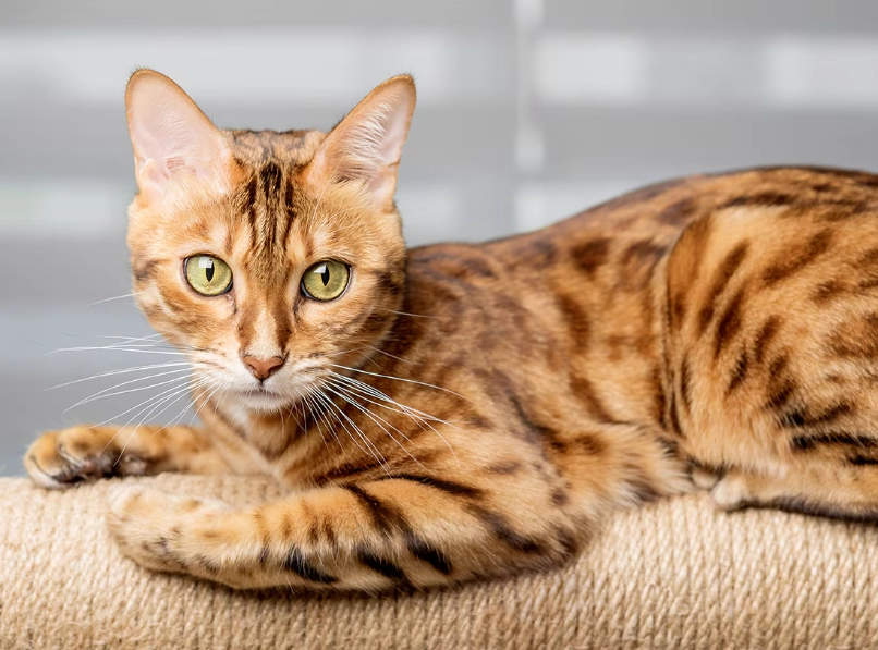 Is there a domestic Bengal cat?