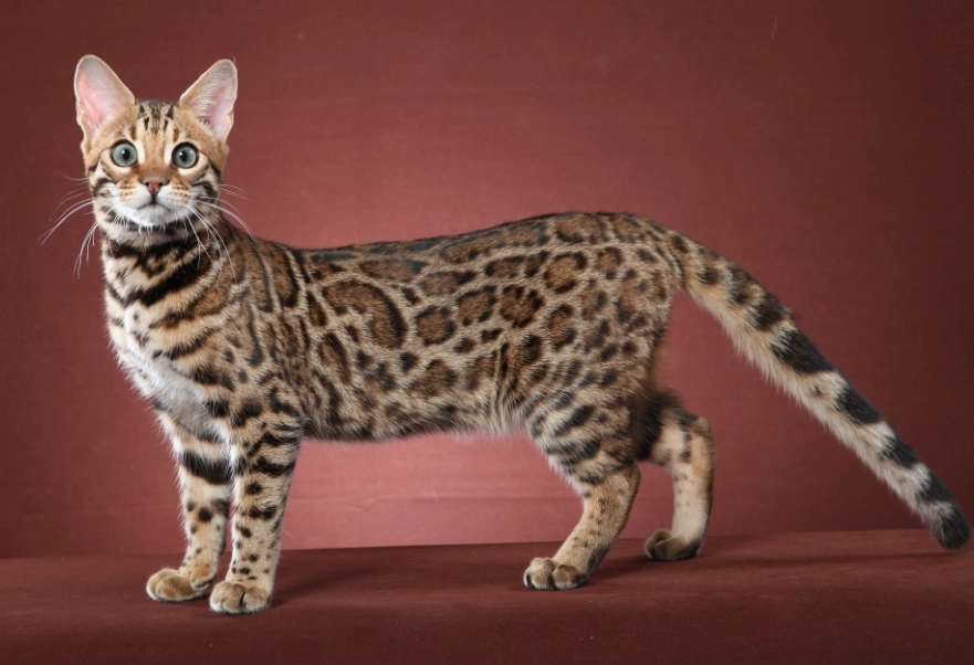 domestic bengal cat