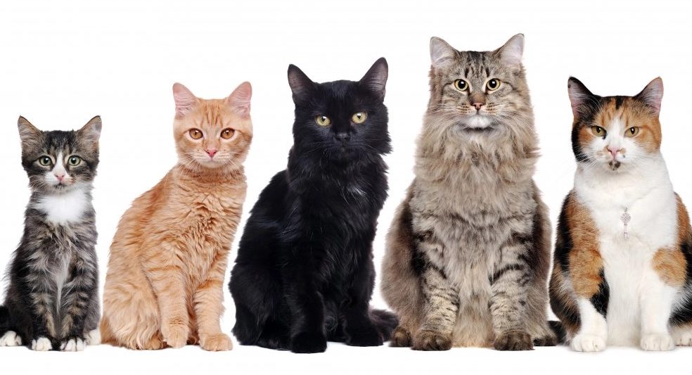 types of cats