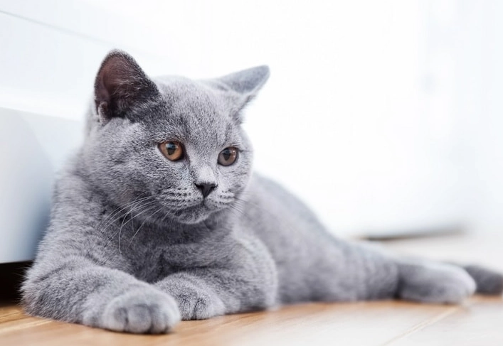 British Shorthair price
