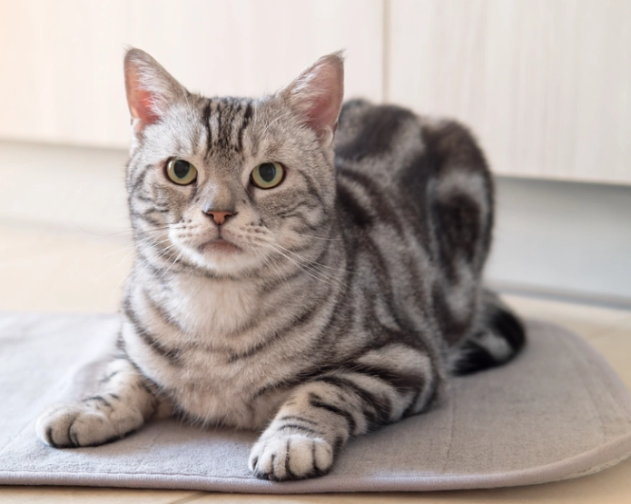 American Shorthair vs Domestic Shorthair American Shorthair vs Domestic Shorthair