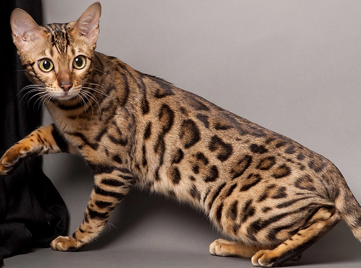 domestic bengal cat