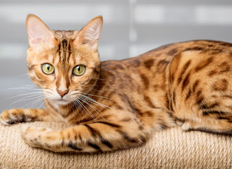 Bengal cat care