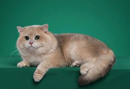 why British Shorthairs expensive