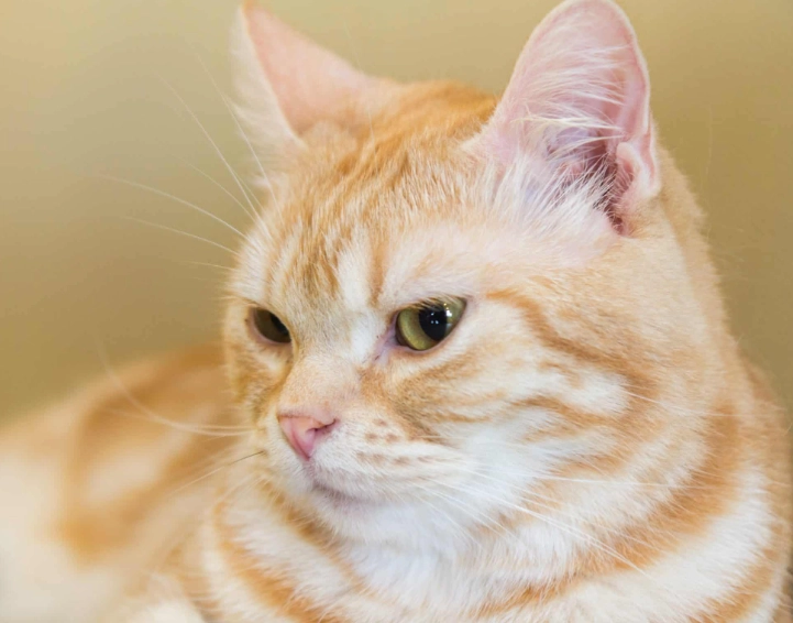 American Shorthair coat patterns American Shorthair coat patterns