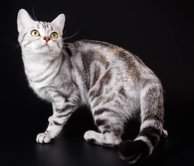 American Shorthair silver tabby American Shorthair silver tabby