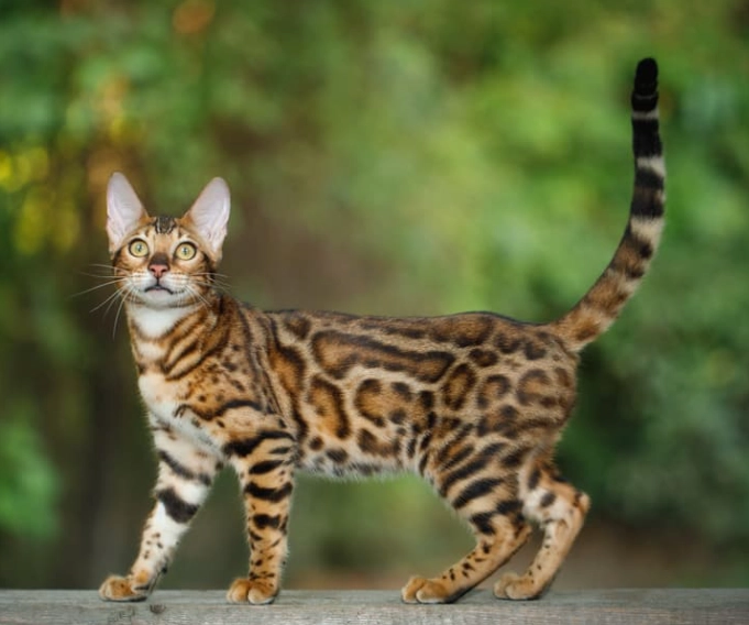 how big do Bengal cats get