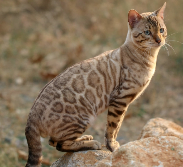 Can a Bengal cat be a house cat?