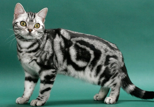 Domestic Shorthair cat Domestic Shorthair cat