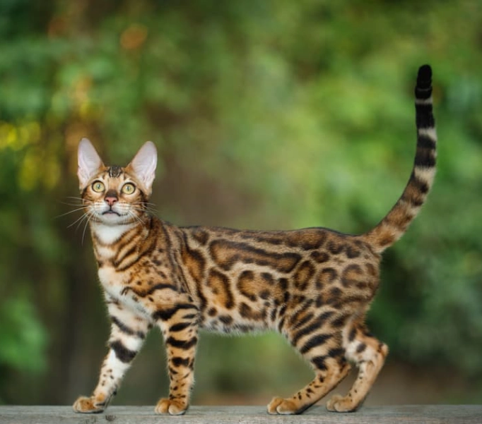 bengal cat temperament