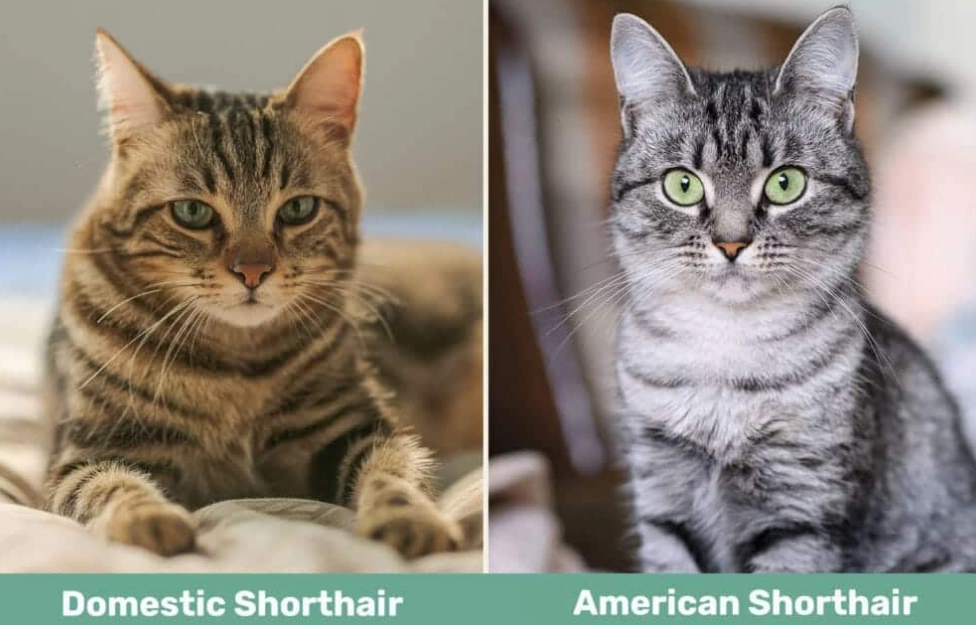 cat breed identification cat breed identification