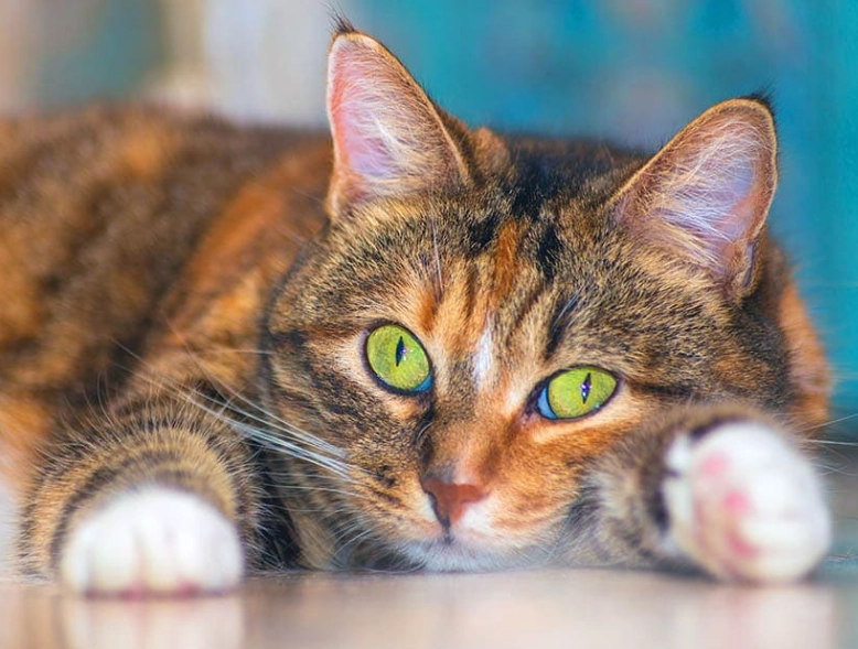 American Shorthair silver tabby American Shorthair silver tabby
