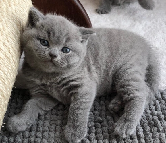 British Shorthair cost