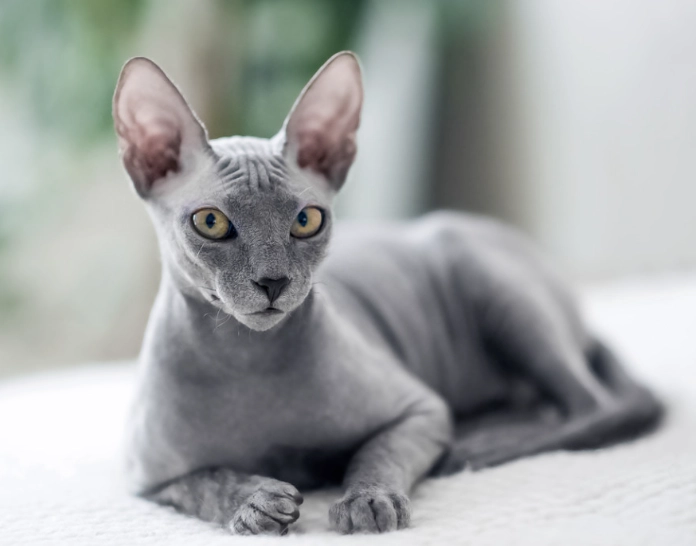 Egyptian Sphynx temperament