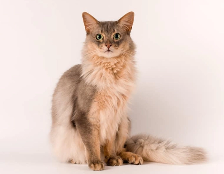 long-haired Abyssinian