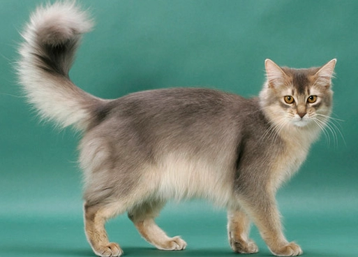 Lilac Somali cat