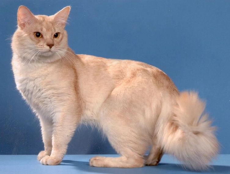 long haired Abyssinian