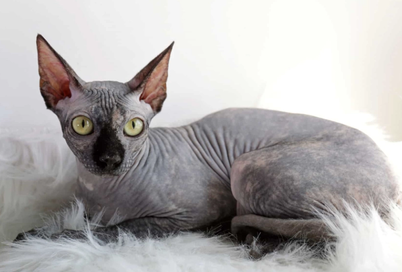 Sphynx cat care