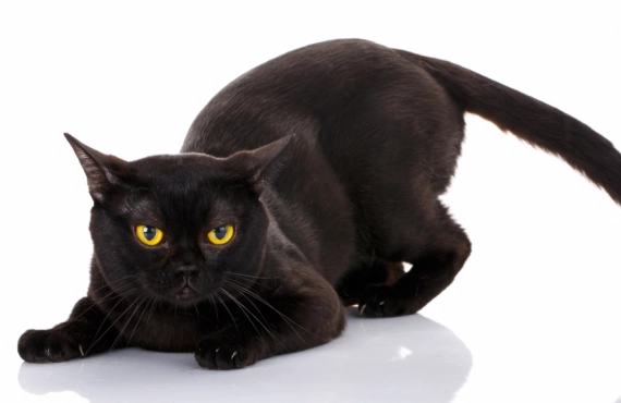 Bombay cat cats personality