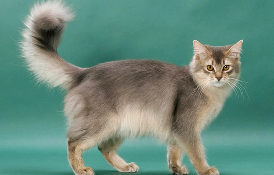 Somali cat breed