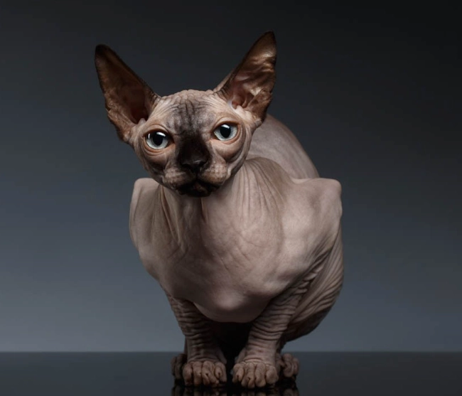 Egyptian Sphynx temperament