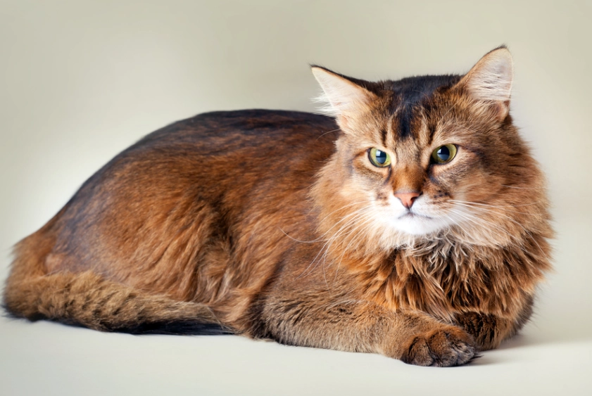 Somali cat black